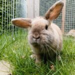Kaninchen, Meerschweinchen, Hühner: Am 1. Mai ist Kleintiermarkt in Voerde