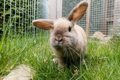 Kaninchen, Meerschweinchen, Hühner: Am 1. Mai ist Kleintiermarkt in Voerde