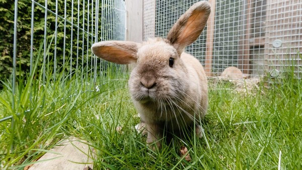 Kaninchen, Meerschweinchen, Hühner: Am 1. Mai ist Kleintiermarkt in Voerde