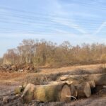 Massive Baumrodungen an der Emscher Dinslaken - das ist der Grund