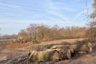 Massive Baumrodungen an der Emscher Dinslaken - das ist der Grund