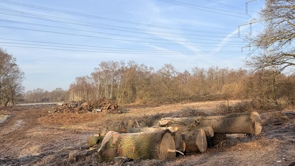 Massive Baumrodungen an der Emscher Dinslaken - das ist der Grund