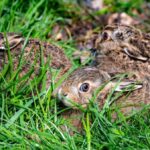 Nabu im Kreis Wesel bittet: Finger weg von kleinen Junghasen!