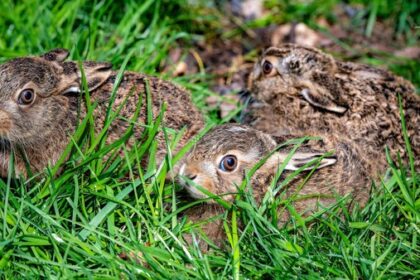 Nabu im Kreis Wesel bittet: Finger weg von kleinen Junghasen!