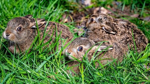 Nabu im Kreis Wesel bittet: Finger weg von kleinen Junghasen!
