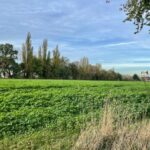 Natur statt Neubau: Grüne wollen Bebauungsplan in Dinslaken stoppen