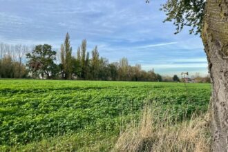 Natur statt Neubau: Grüne wollen Bebauungsplan in Dinslaken stoppen