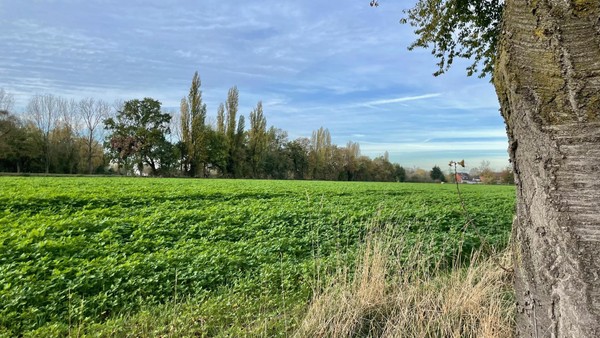 Natur statt Neubau: Grüne wollen Bebauungsplan in Dinslaken stoppen
