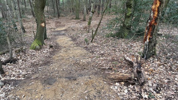 Nicht zum ersten Mal: Illegale Mountainbike-Strecken im Wald bei Hünxe entdeckt