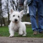 Steuergerechtigkeit: Dinslaken erfasst jetzt alle Hunde im Stadtgebiet