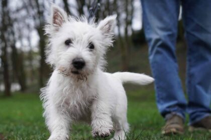 Steuergerechtigkeit: Dinslaken erfasst jetzt alle Hunde im Stadtgebiet