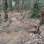 Testerberge in Hünxe: Bäume mit Axt verletzt – Forstamt warnt vor Vandalismus