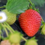 Erdbeeren-Selbstpflücken startet in Wesel und Umgebung: Standorte und Preise