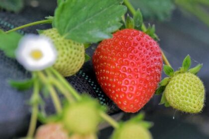 Erdbeeren-Selbstpflücken startet in Wesel und Umgebung: Standorte und Preise