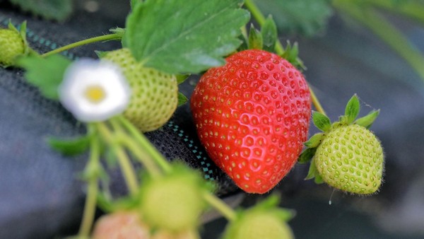 Erdbeeren-Selbstpflücken startet in Wesel und Umgebung: Standorte und Preise