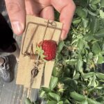 Mausefallen auf Erdbeerfeld gefunden: „Mein Gott, wer macht denn so was?“