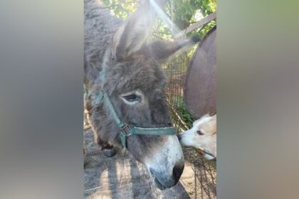 Nach Todesfall: Neun Hunde und zwei Esel suchen ein Zuhause
