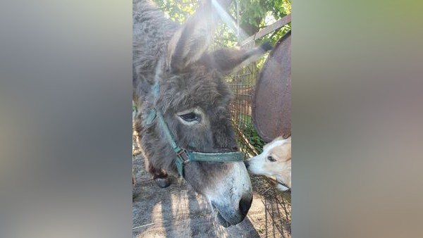 Nach Todesfall: Neun Hunde und zwei Esel suchen ein Zuhause