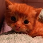 Schon wieder an Raststätte Hünxe: Katzenbaby zwischen Kartons ausgesetzt