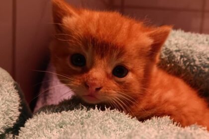 Schon wieder an Raststätte Hünxe: Katzenbaby zwischen Kartons ausgesetzt