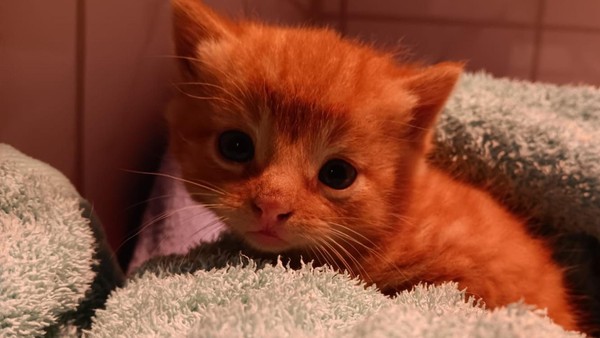 Schon wieder an Raststätte Hünxe: Katzenbaby zwischen Kartons ausgesetzt