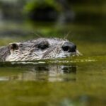 Überraschender Erfolg: Warum der bedrohte Fischotter zurück in der Lippe ist
