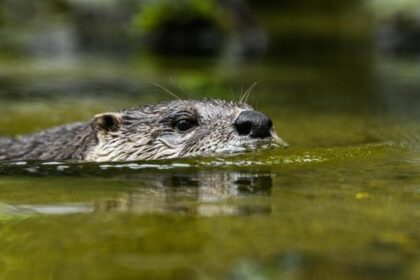 Überraschender Erfolg: Warum der bedrohte Fischotter zurück in der Lippe ist