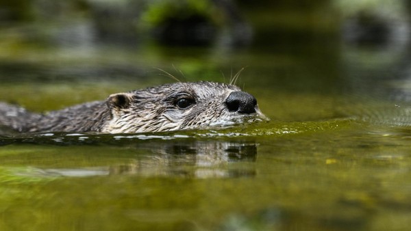 Überraschender Erfolg: Warum der bedrohte Fischotter zurück in der Lippe ist