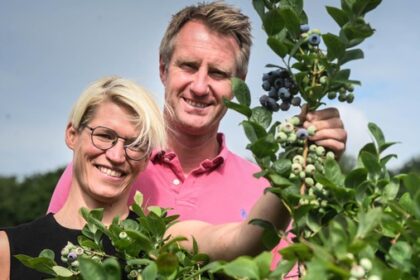 Familie Rühl lädt zum Sommernachtsfest mit Selbstpflücken auf Blaubeer-Plantage