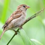 Nabu-Zählaktion im Kreis Wesel: Das sind die häufigsten Vogelarten in unseren Gärten