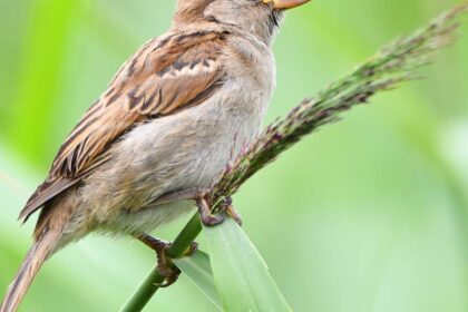 Nabu-Zählaktion im Kreis Wesel: Das sind die häufigsten Vogelarten in unseren Gärten