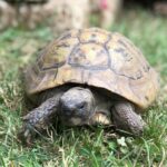 Nach 51 Jahren: Schildkröte Kleopatra verschwunden - sie ist nicht die einzige