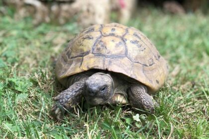 Nach 51 Jahren: Schildkröte Kleopatra verschwunden - sie ist nicht die einzige