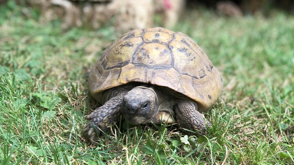 Nach 51 Jahren: Schildkröte Kleopatra verschwunden - sie ist nicht die einzige