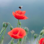 Naturschützer bitten um Hilfe: Bedrohen Hitzewellen die Hummeln am Niederrhein?