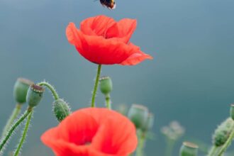 Naturschützer bitten um Hilfe: Bedrohen Hitzewellen die Hummeln am Niederrhein?