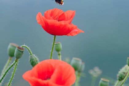 Naturschützer bitten um Hilfe: Bedrohen Hitzewellen die Hummeln am Niederrhein?
