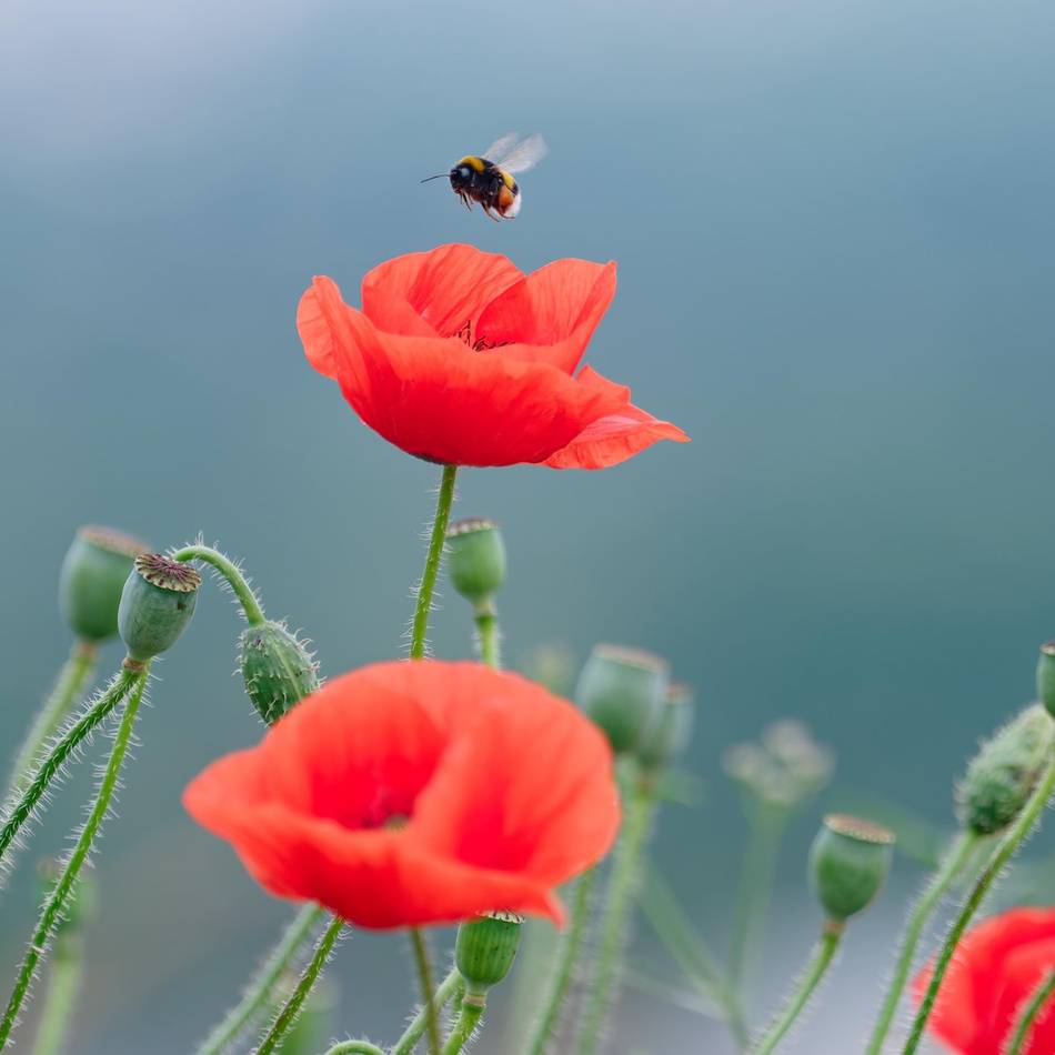 Naturschützer bitten um Hilfe: Bedrohen Hitzewellen die Hummeln am Niederrhein?