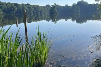 Rotbachsee in Dinslaken: Desaster wie 2025 vermeiden – Stadt und Lippeverband wollen Fische schützen