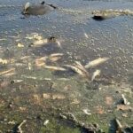 Rotbachsee: Sauerstoffgehalt sinkt - böse Erinnerungen an großes Fischsterben
