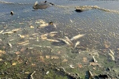 Rotbachsee: Sauerstoffgehalt sinkt - böse Erinnerungen an großes Fischsterben
