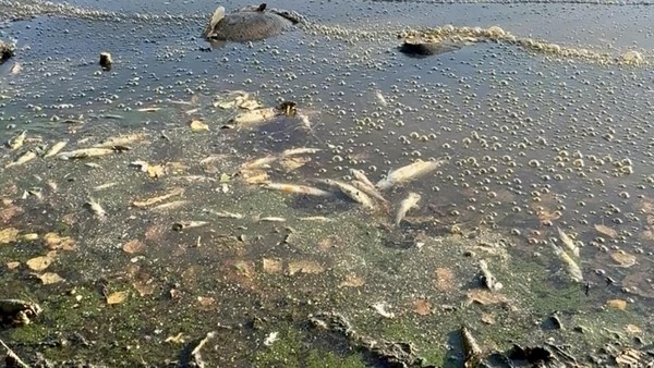 Rotbachsee: Sauerstoffgehalt sinkt - böse Erinnerungen an großes Fischsterben
