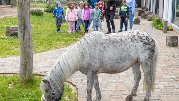 Stehen zwei Pferde in der Kita: Ungewöhnliches Projekt in Dinslaken