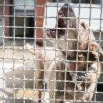 Tierschutz: Unterernährt, verletzt, gequält – „Wir wissen nie, was uns erwartet“