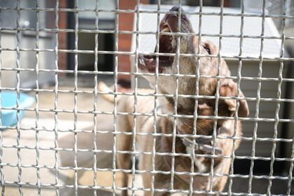 Tierschutz: Unterernährt, verletzt, gequält – „Wir wissen nie, was uns erwartet“