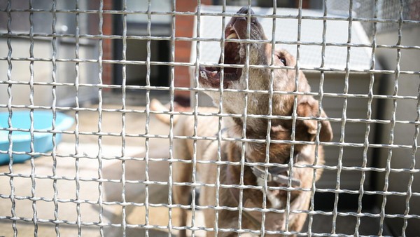 Tierschutz: Unterernährt, verletzt, gequält – „Wir wissen nie, was uns erwartet“
