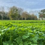 Wohngebiet in Dinslaken: Erbitterter Streit zwischen Naturschützern und Stadt