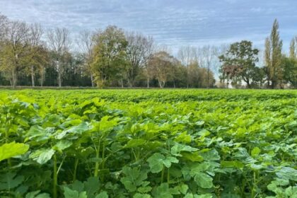 Wohngebiet in Dinslaken: Erbitterter Streit zwischen Naturschützern und Stadt
