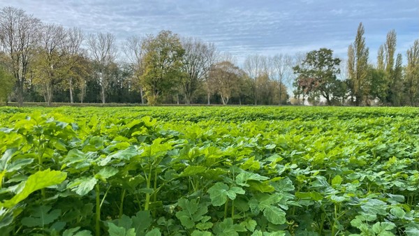 Wohngebiet in Dinslaken: Erbitterter Streit zwischen Naturschützern und Stadt