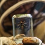 Asiatische Hornisse: Wer ist zuständig, was kostet die Entfernung eines Nests?